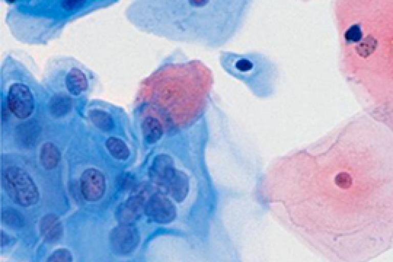 細胞のスキャン