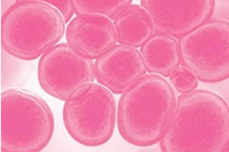 分子のスキャン